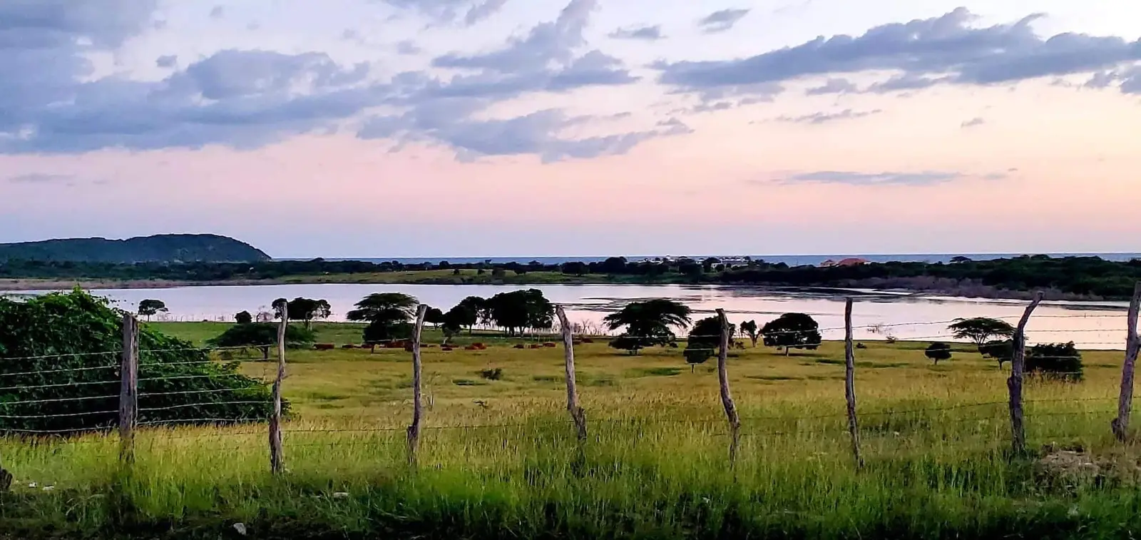 Great Pond under a pink sky: cattle grazing in a green pasture behind a wire fence, the still water, a wooded hill on the left and the sea on the horizon