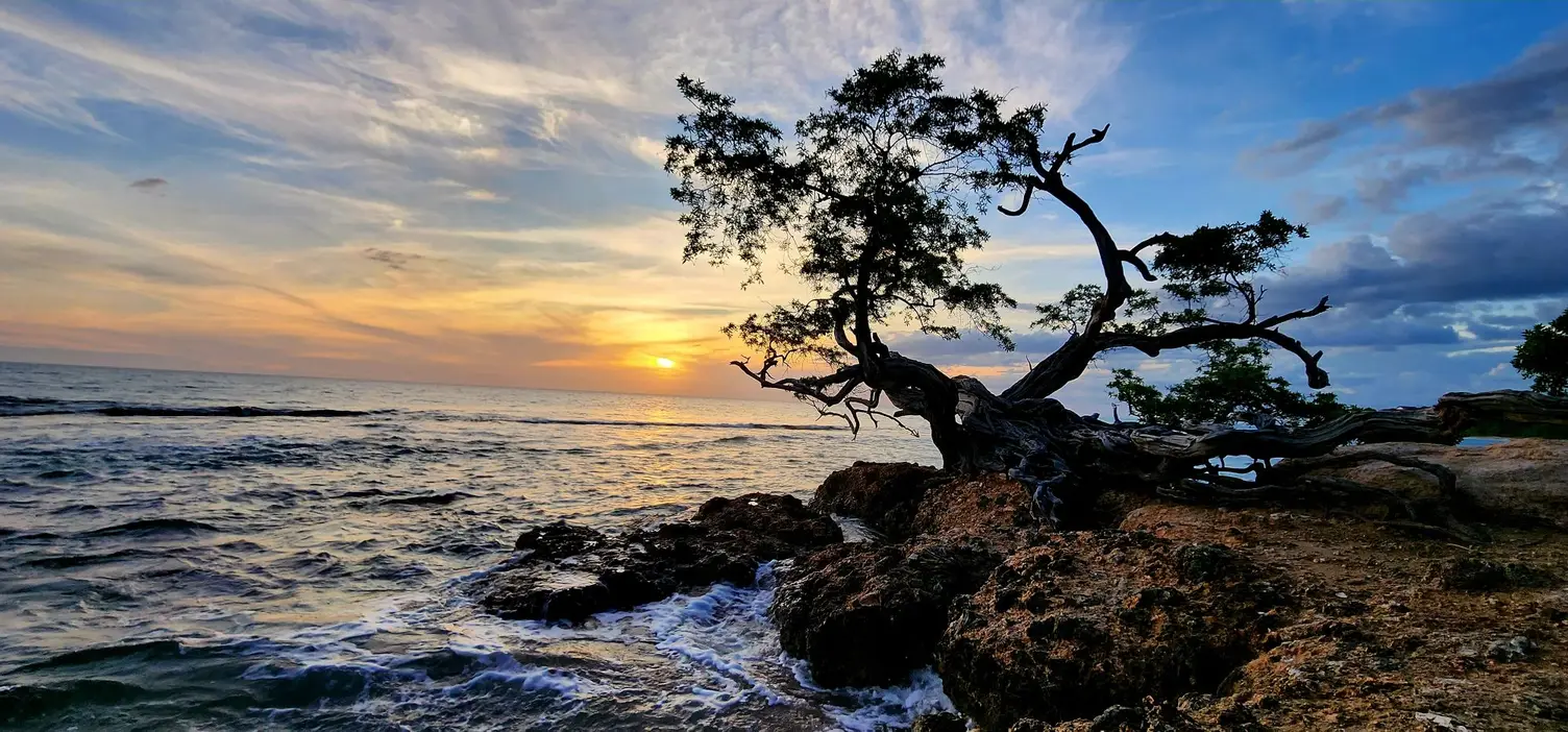The sun setting over the sea behind a gnarled, windswept tree growing out of the rocks at the water’s edge, with waves washing over the rocks