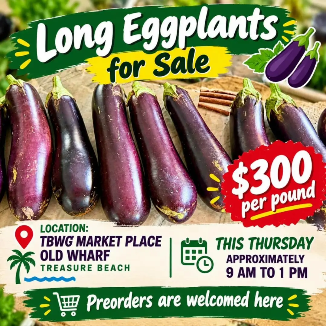 Flyer: Long eggplants for sale, $300 per pound. Location: TBWG Market Place, Old Wharf, Treasure Beach. This Thursday, approximately 9 am to 1 pm. Preorders are welcomed here